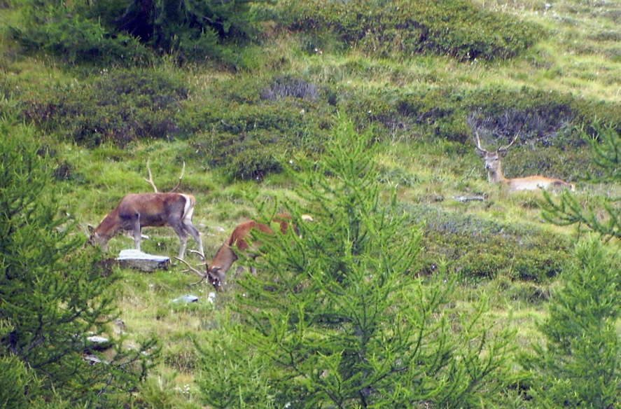 PASSIONE PER IL CERVO